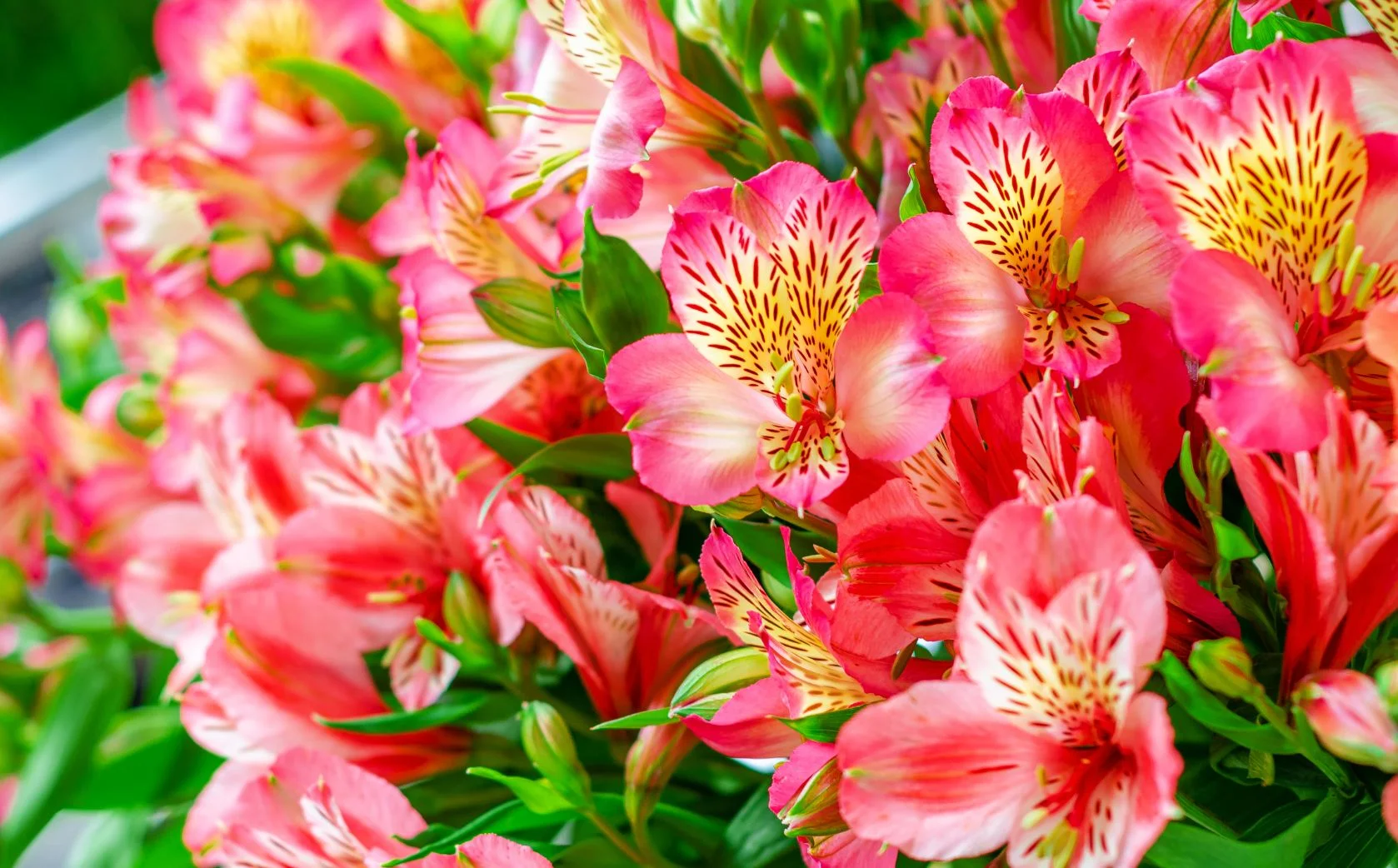 Alstroemeria