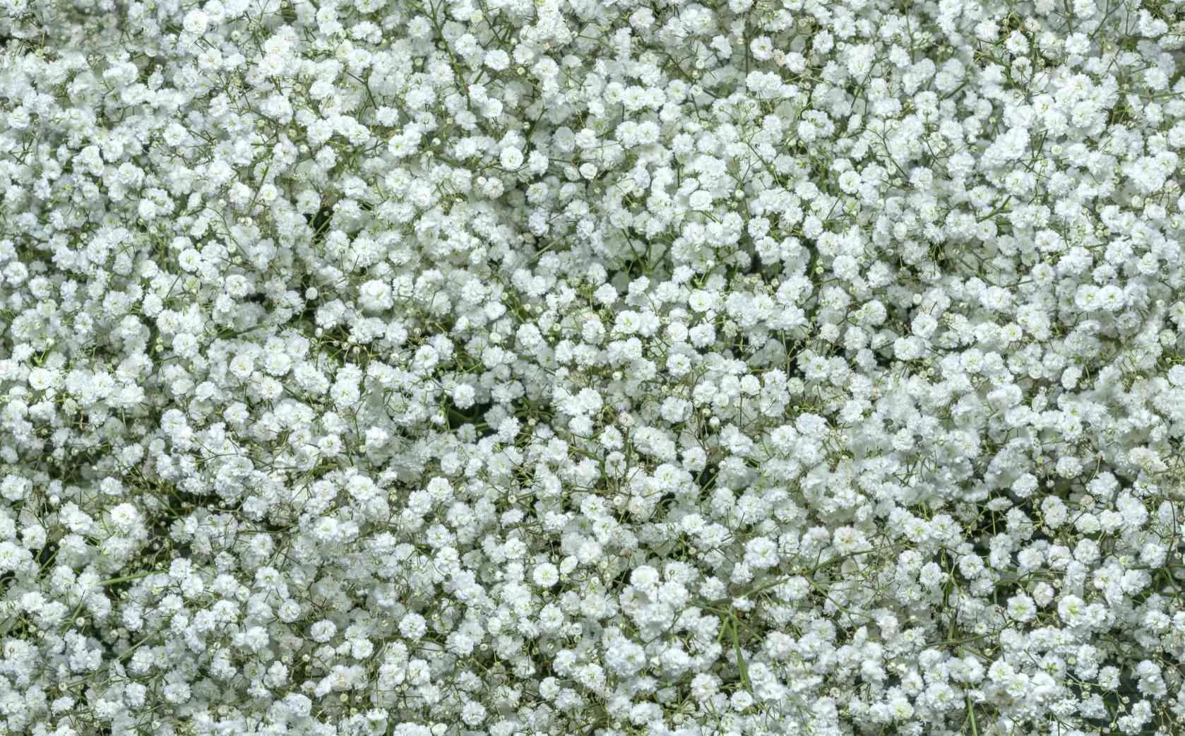 Gypsophila