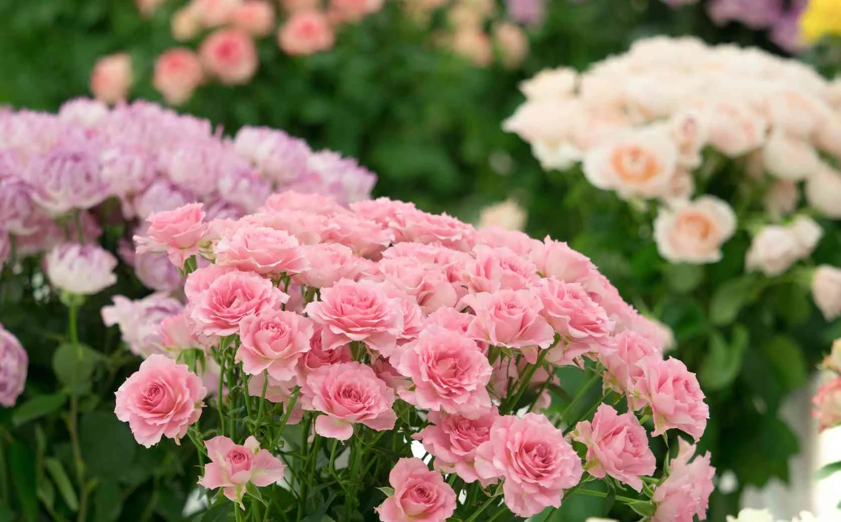 Spray Roses